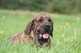 FILA BRASILEIRO 042